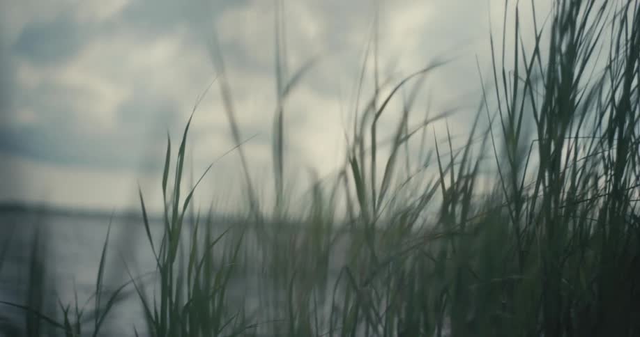 Grasses flutter in breeze on shore of water under a cloudy sky