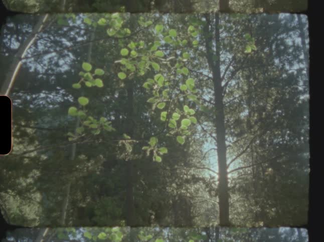 The sun shines through trees in the woods