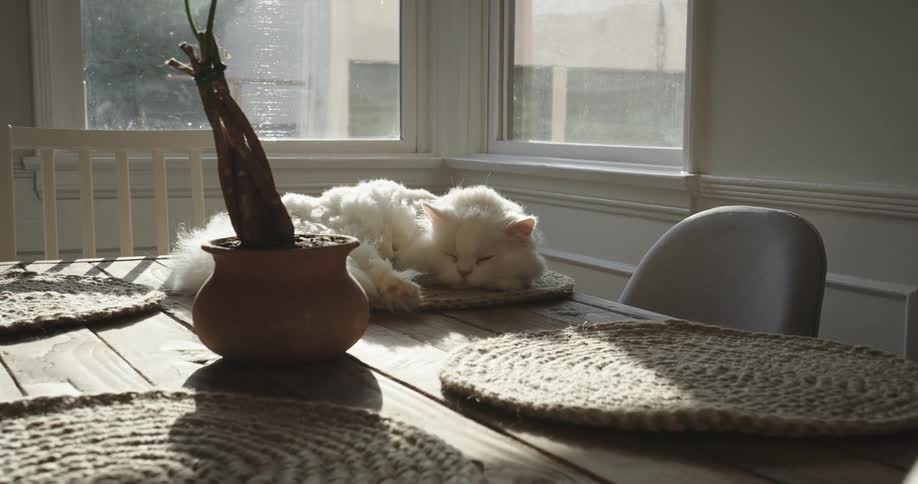 A cat resting on a table inside the house on a sunny day