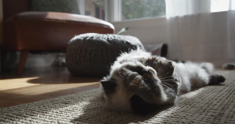 A house cat in a living room grooming himself while lying on his back in the sun