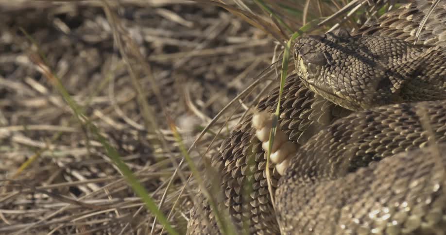 A rattlesnake is curled up on the ground rattles its tail
