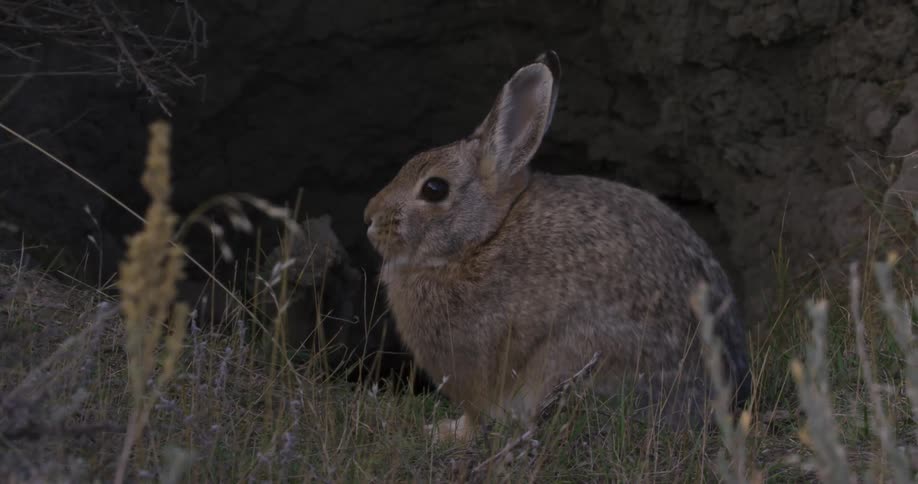A rabbit is running at the entrance to a burrow