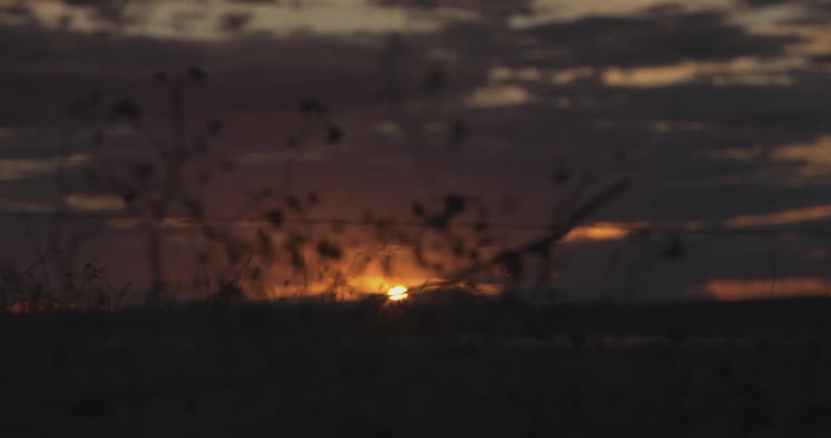 The sun rising over the horizon as dark clouds leave the sky and dried plants sway in the wind
