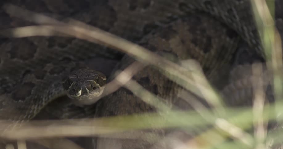 Rattlesnake hidden in the grass
