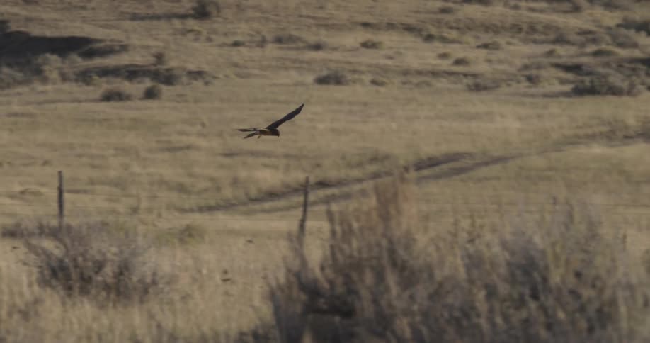 A Red-tailed hawk flying over dry grassland in a field in the middle of the day