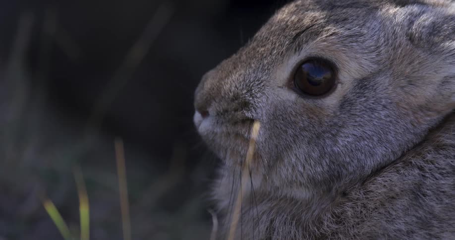 A wild rabbit sits in a grassy field and wriggles its nose