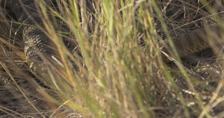 A rattlesnake moves through the grass