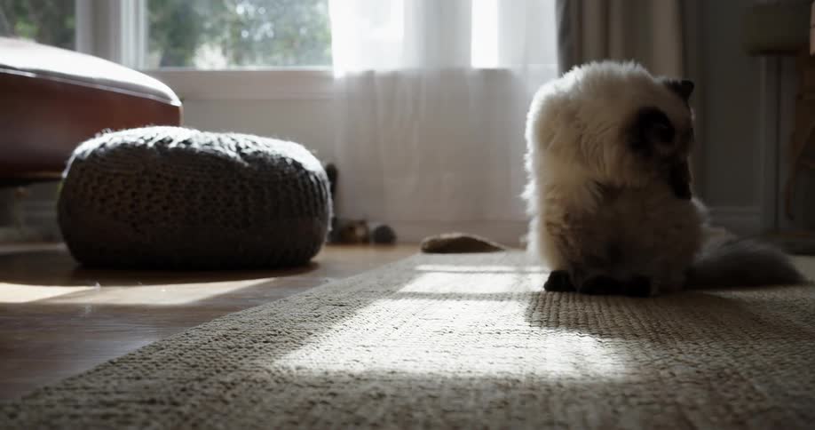 A gray cat licking itself on the bedroom floor