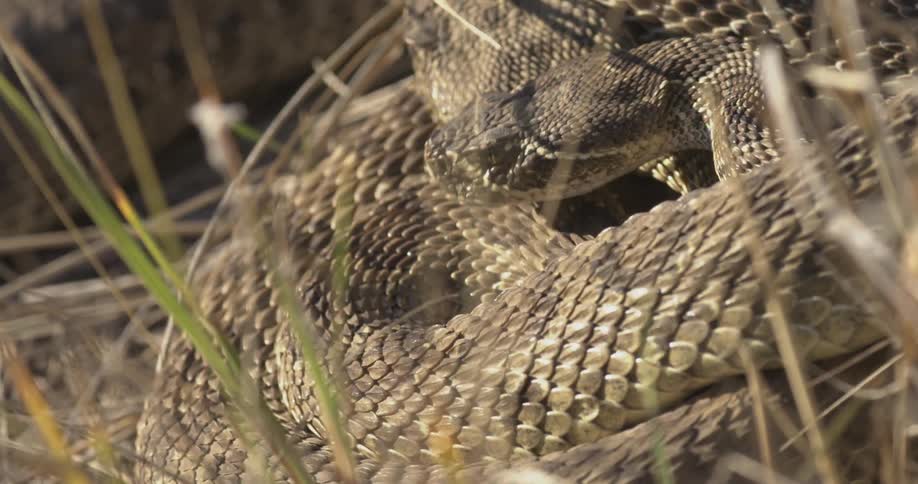 A rattlesnake is curled up in the grass as it moves its head and sticks out its tongue