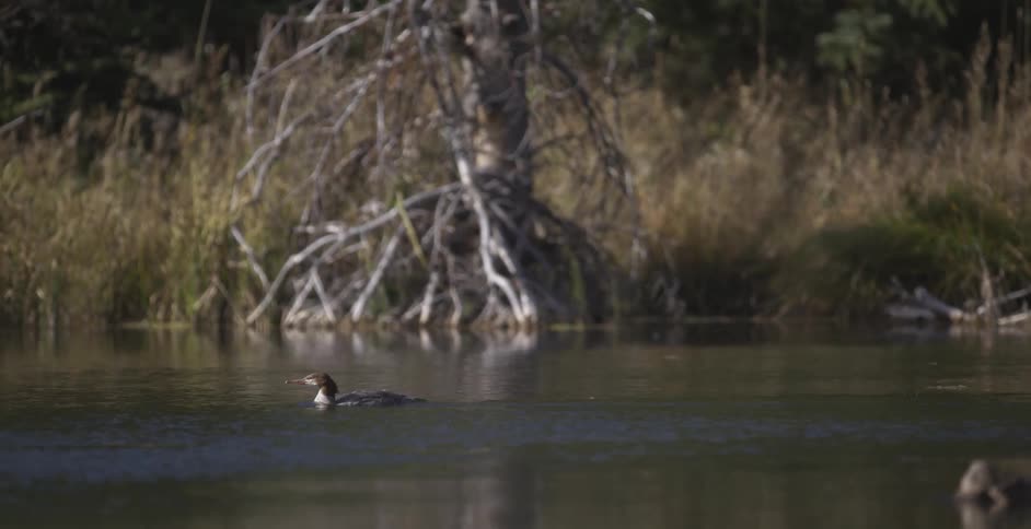 A loon swimming in a pond surrounded by grass and trees