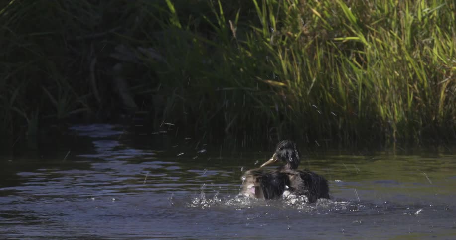 A duck splashing around in a pond