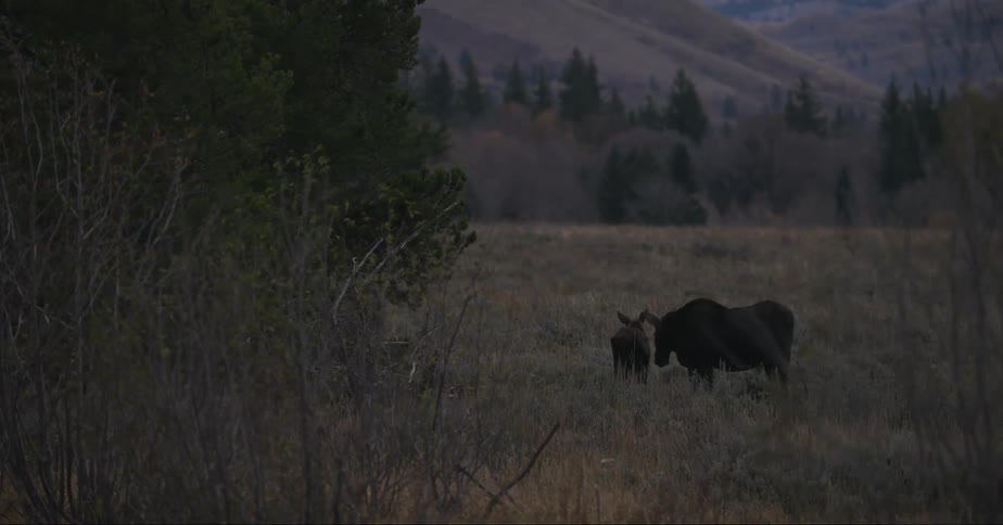 A moose and her calf graze in field near mountains