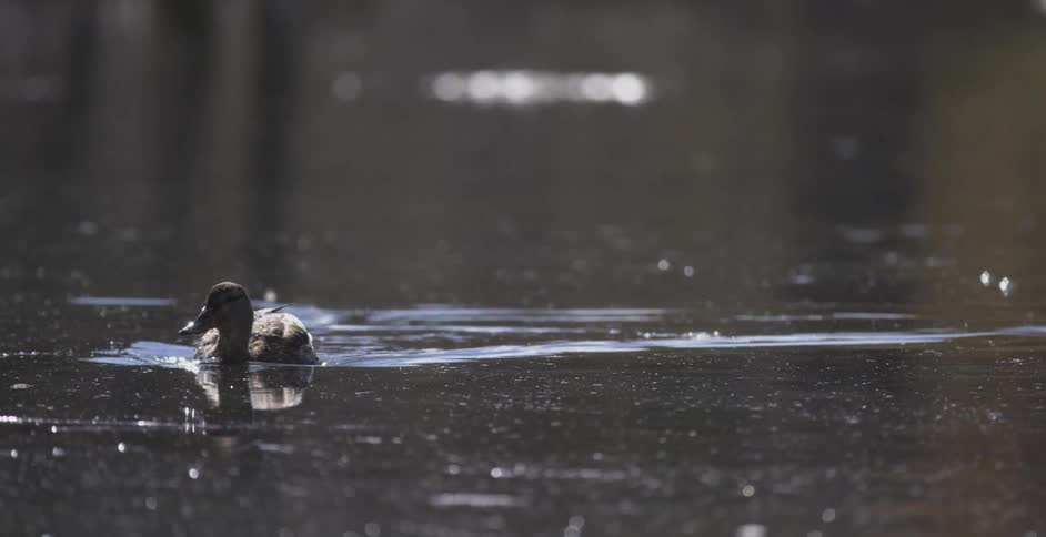 A duck swimming in a pond