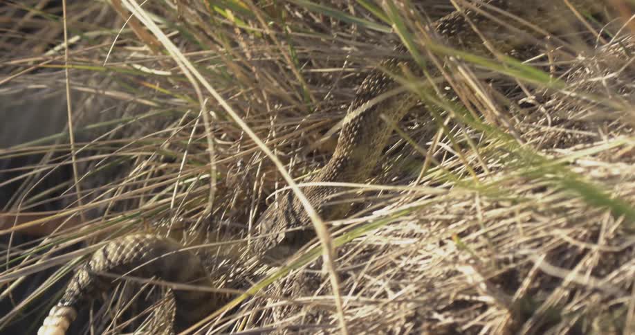A Rattlesnake slithering through dense foliage following another snake