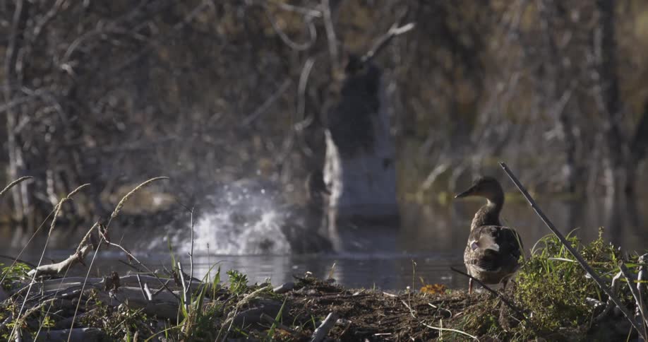 Two ducks preen and splash in water