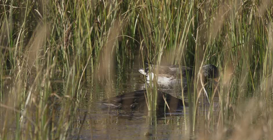 Two ducks in a pond searching for food