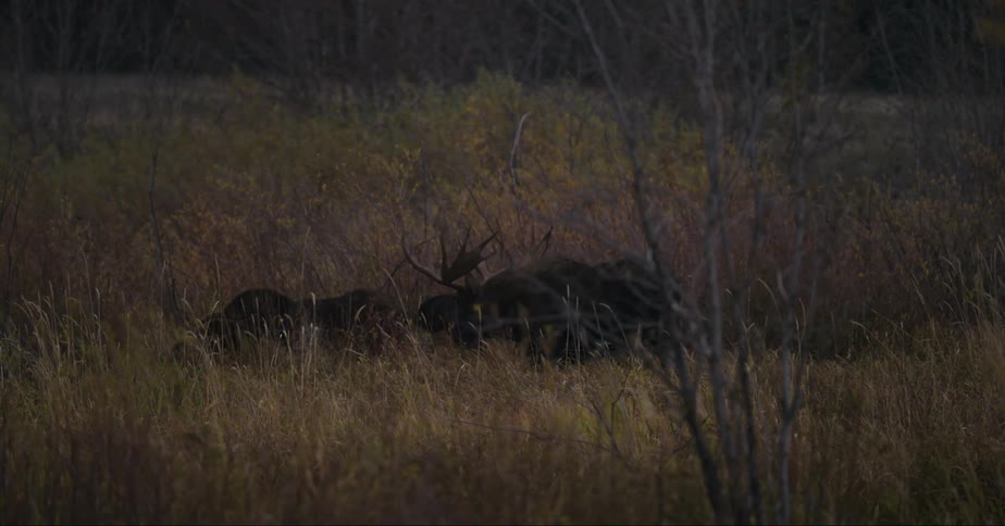 Moose walking around in tall grassland in the middle of the day