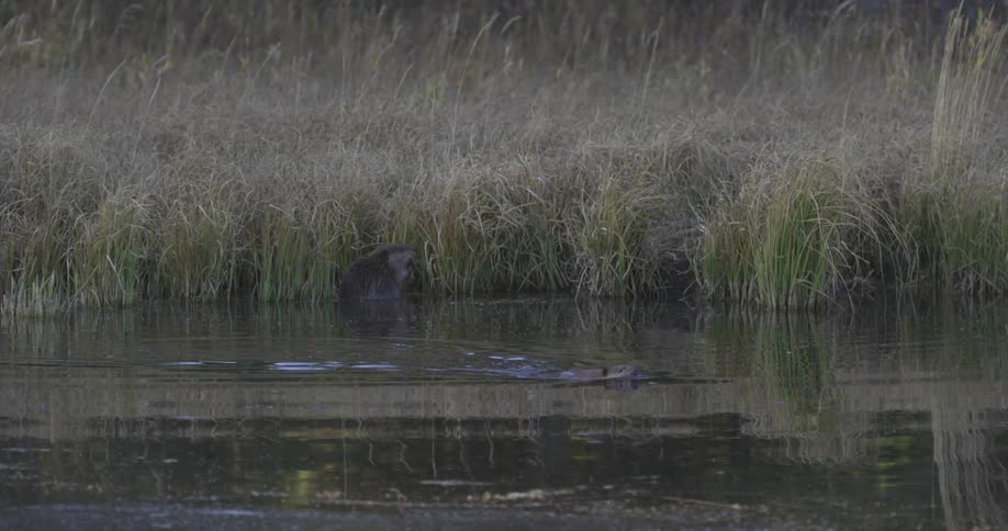 A beaver swimming on the surface and diving into a pond