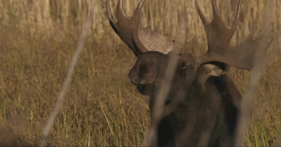 A moose moves its head up and down
