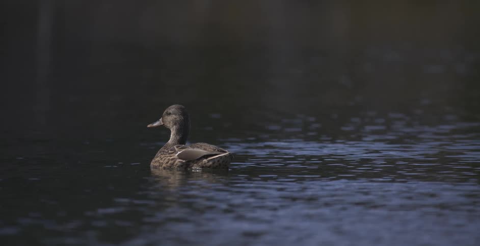 Duck sitting on water outdoors during day time