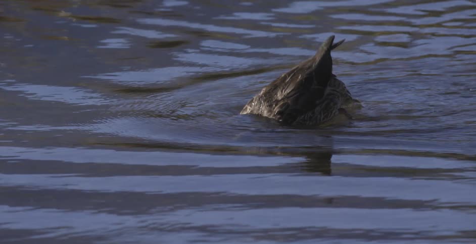 A duck foraging for food underwater