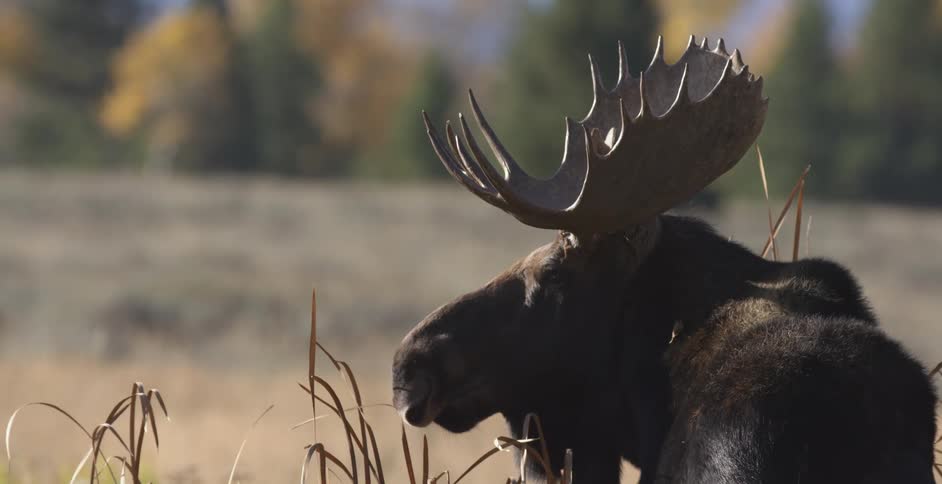 Moose standing in the middle of a field turning its head to the side