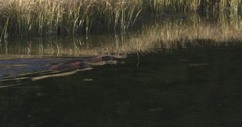 Beavers diving into a pond during the day