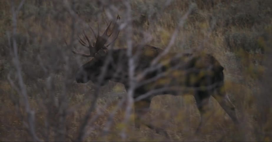 A moose walking through the forest at dusk