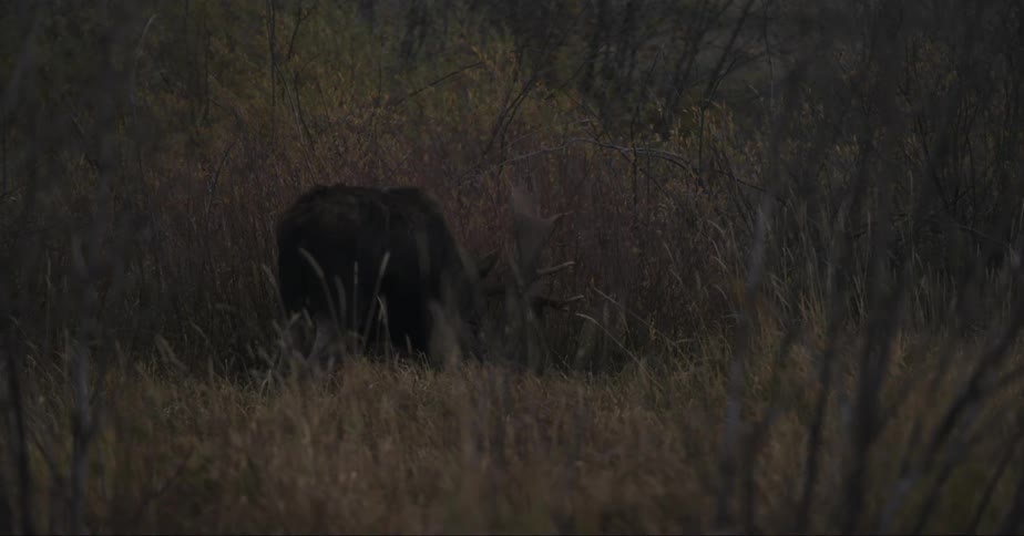 A moose eating grass in a grassy field