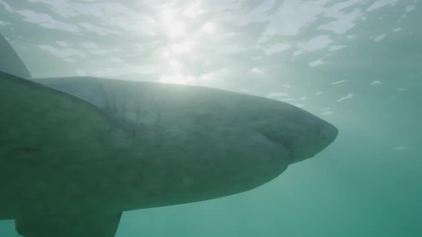 Sunlight shines on the water as a shark swims close to the surface and shows its teeth
