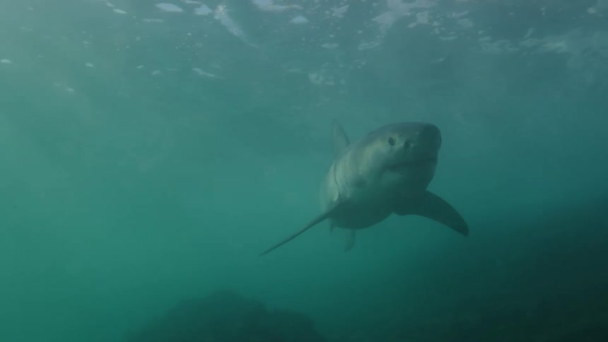 Bright rays of sunlight shine underwater as a shark turns and swims toward the surface