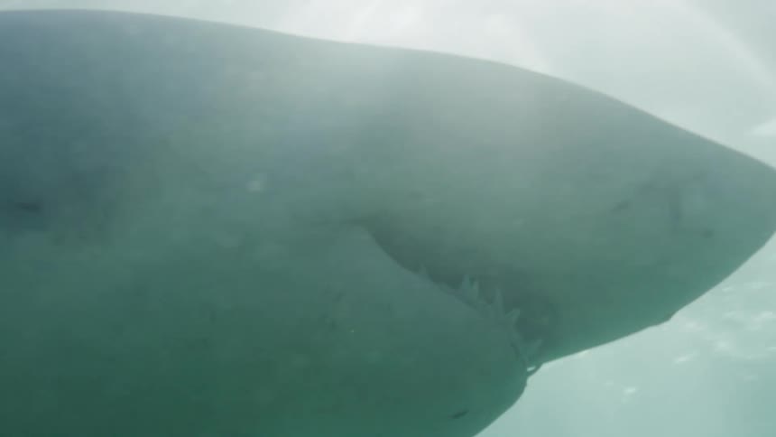 Sunlight shines underwater as a shark swims showing its teeth