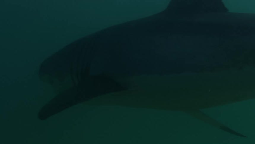 Great white shark swimming under the dark sea