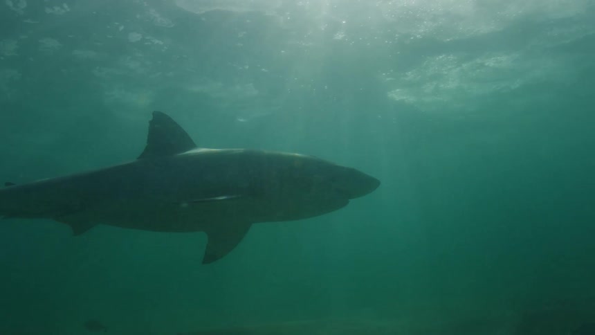Shark swimming in the sea with sunlight reflection