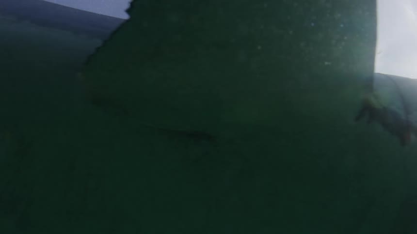 Shark swimming in the sea with sunlight reflecting in the water