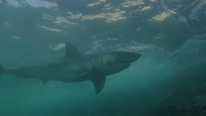 A white shark swimming in the clear ocean waters