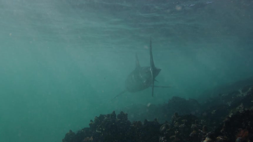 A shark swimming in the ocean with corals