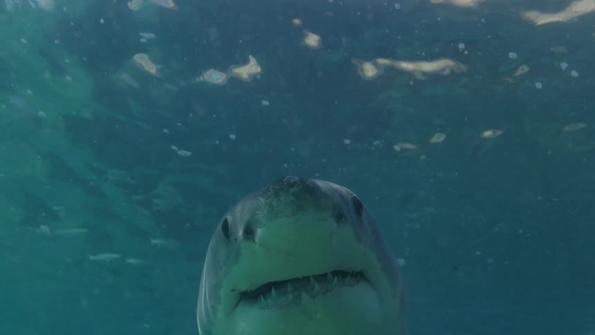 A shark shows it teeth as it swims among smaller fish over the seabed