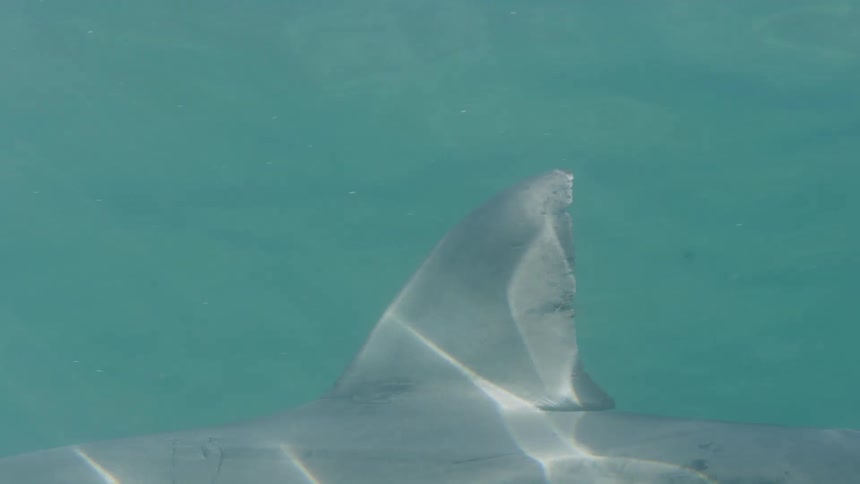 View of a shark with its fin prominently cutting through the sea