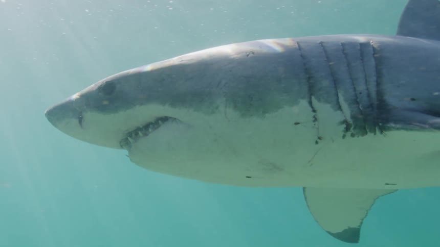 A great white shark swimming underwater near the ocean floor as the sun reflects through the surface