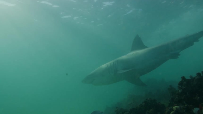 Shark and other fish in the open sea