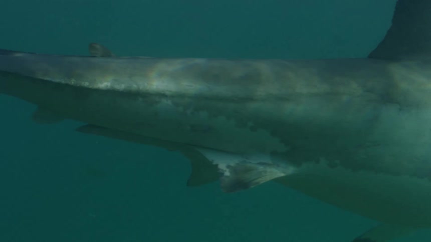 A shark swimming calmly in the ocean during the day