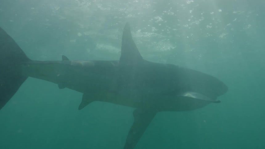 Rays of sunlight shine upon a shark as it swims near the surface