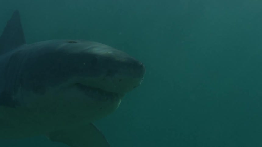 Sunlight shines underwater as a shark shows it teeth as it swims