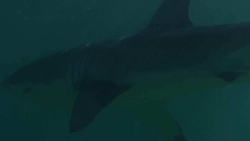A shark swims over the seabed as sunlight reflects from above