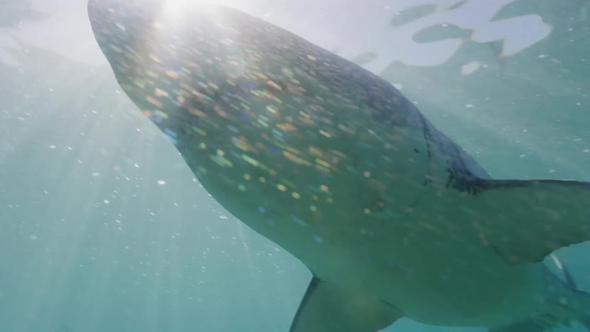 Sunlight shines over a shark swimming in the blue ocean waters