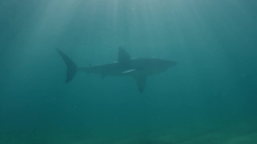 Rays of sunlight shine upon a shark as it swims underwater