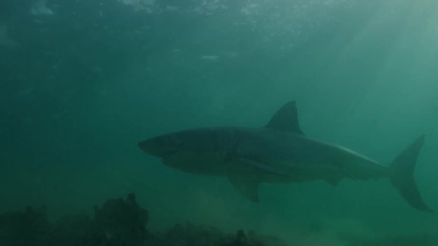 Shark swimming among fish and corals