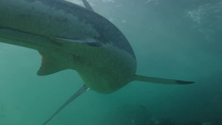 A shark swims over the seabed among small fish as rays of sunlight shine brightly from above
