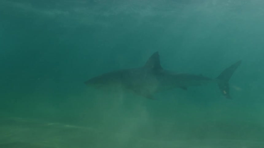 A shark swims in the murky water